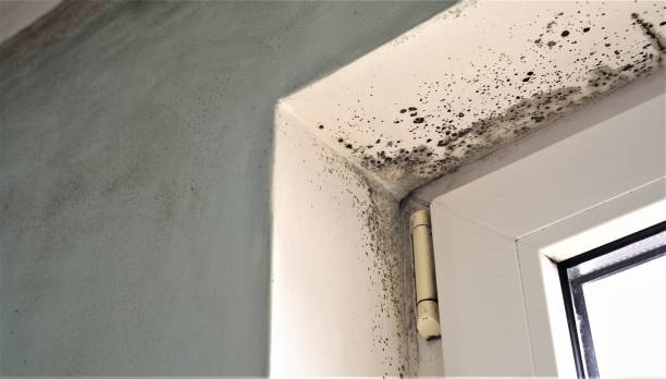 Professional Mold Removal in Energy, IL